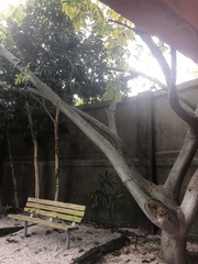 Acer davidii