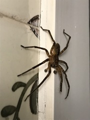 Zoropsis spinimana