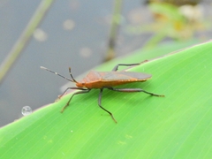 Namacus