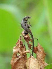 Kentropyx altamazonica