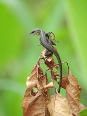 Kentropyx altamazonica