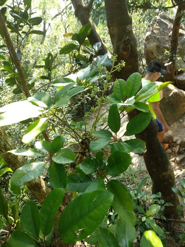 Heptapleurum heptaphyllum