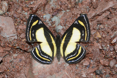 Baeotis elegantula