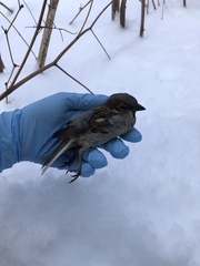 Passer domesticus