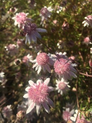 Actinotus forsythii