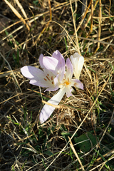 Colchicum bivonae