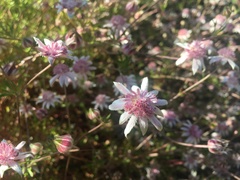 Actinotus forsythii