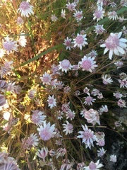 Actinotus forsythii