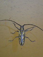 Batocera lineolata