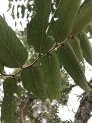 Phyllanthus salviifolius