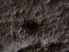 Lachnaia puncticollis