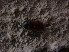 Lachnaia puncticollis