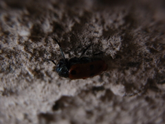 Lachnaia puncticollis