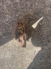 Lasiurus intermedius