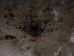 Lachnaia puncticollis