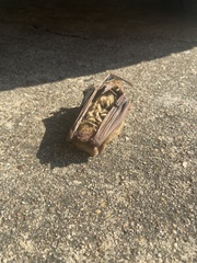 Lasiurus intermedius