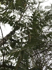 Phyllanthus salviifolius