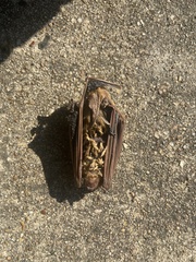 Lasiurus intermedius