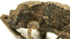 Acantholophus planicollis