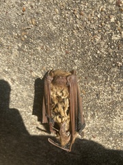 Lasiurus intermedius