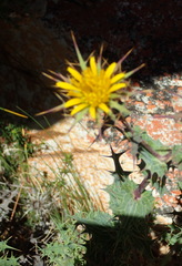 Berkheya cruciata cruciata