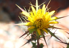 Berkheya cruciata cruciata