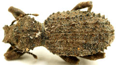 Acantholophus planicollis