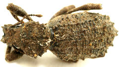 Acantholophus planicollis