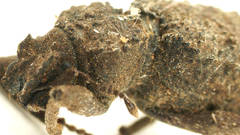 Acantholophus planicollis