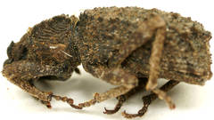 Acantholophus planicollis