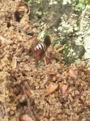 Pimpla marginella