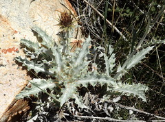 Berkheya francisci