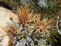 Berkheya francisci