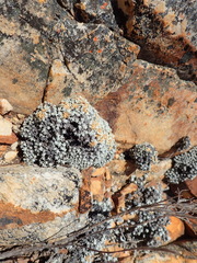 Helichrysum saxicola
