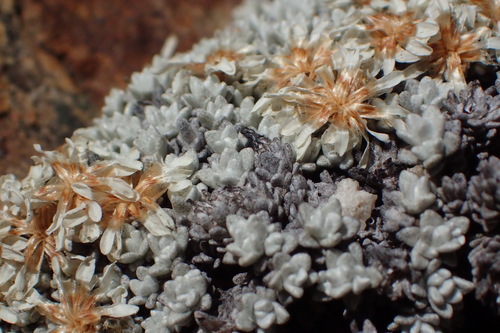 Image of Helichrysum saxicola by (c) Nicola van Berkel, some rights reserved (CC BY-SA)