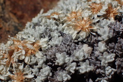 Helichrysum saxicola