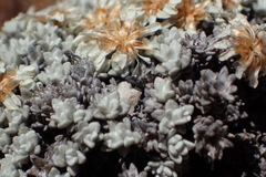 Helichrysum saxicola