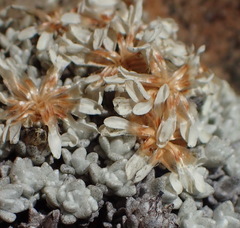 Helichrysum saxicola