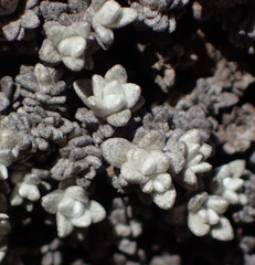 Helichrysum saxicola
