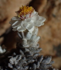 Helichrysum saxicola