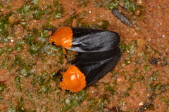 Sphenorhina rhodopepla