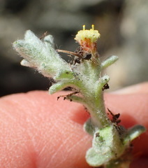 Helichrysum zwartbergense