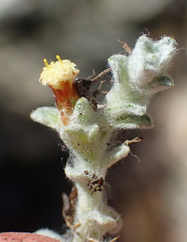 Image of Helichrysum zwartbergense by (c) Nicola van Berkel, some rights reserved (CC BY-SA)