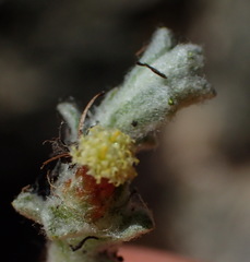 Helichrysum zwartbergense