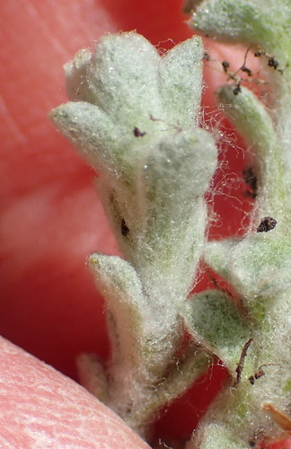 Image of Helichrysum zwartbergense by (c) Nicola van Berkel, some rights reserved (CC BY-SA)