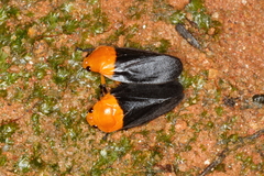 Sphenorhina rhodopepla