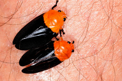 Sphenorhina rhodopepla