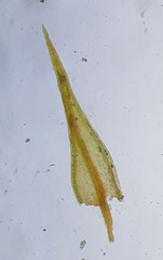 Didymodon icmadophilus