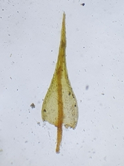 Didymodon icmadophilus