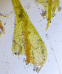 Didymodon icmadophilus